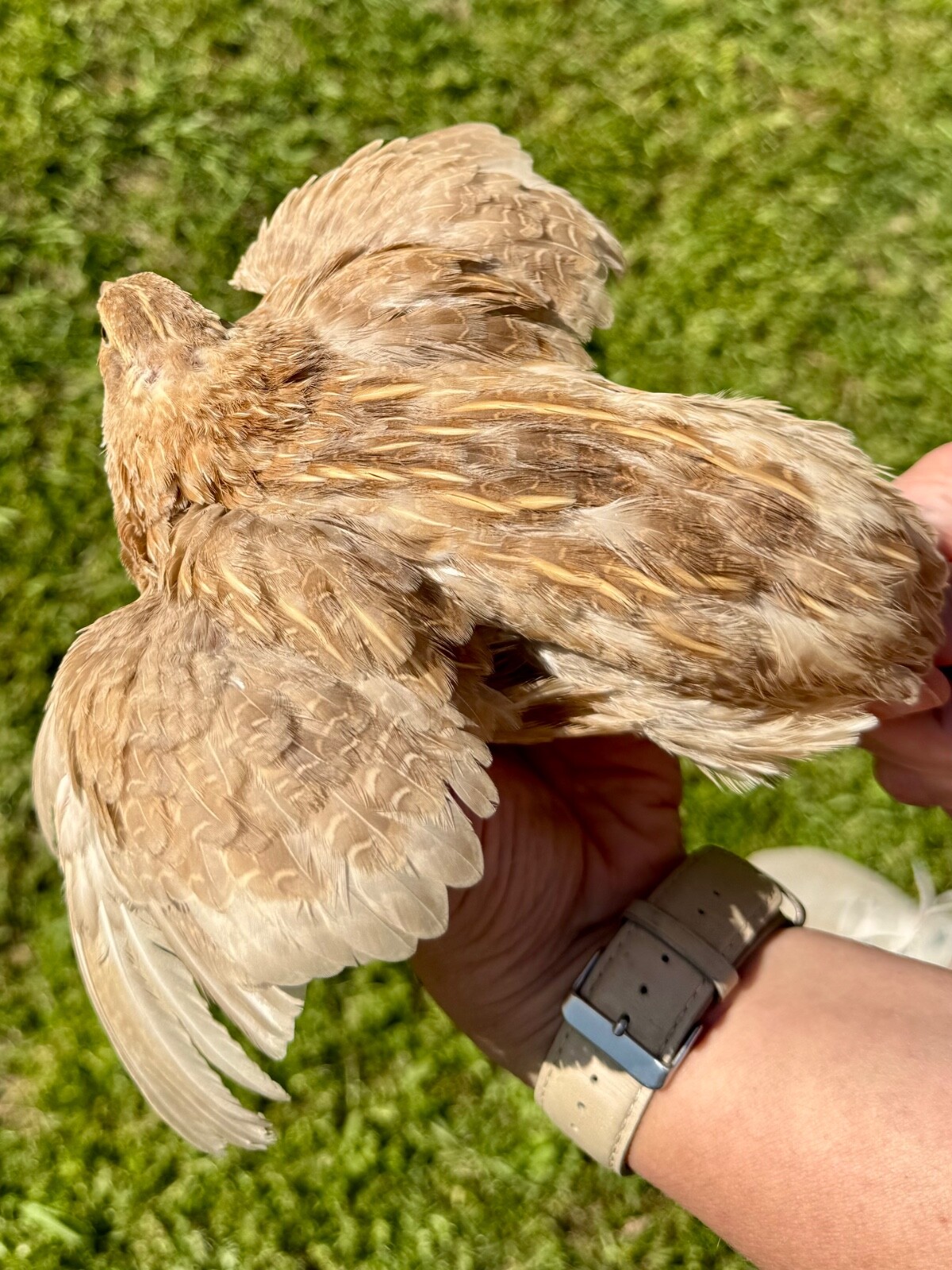 30+ RARE COLORS Coturnix Quail Hatching Eggs NPIP AI Free