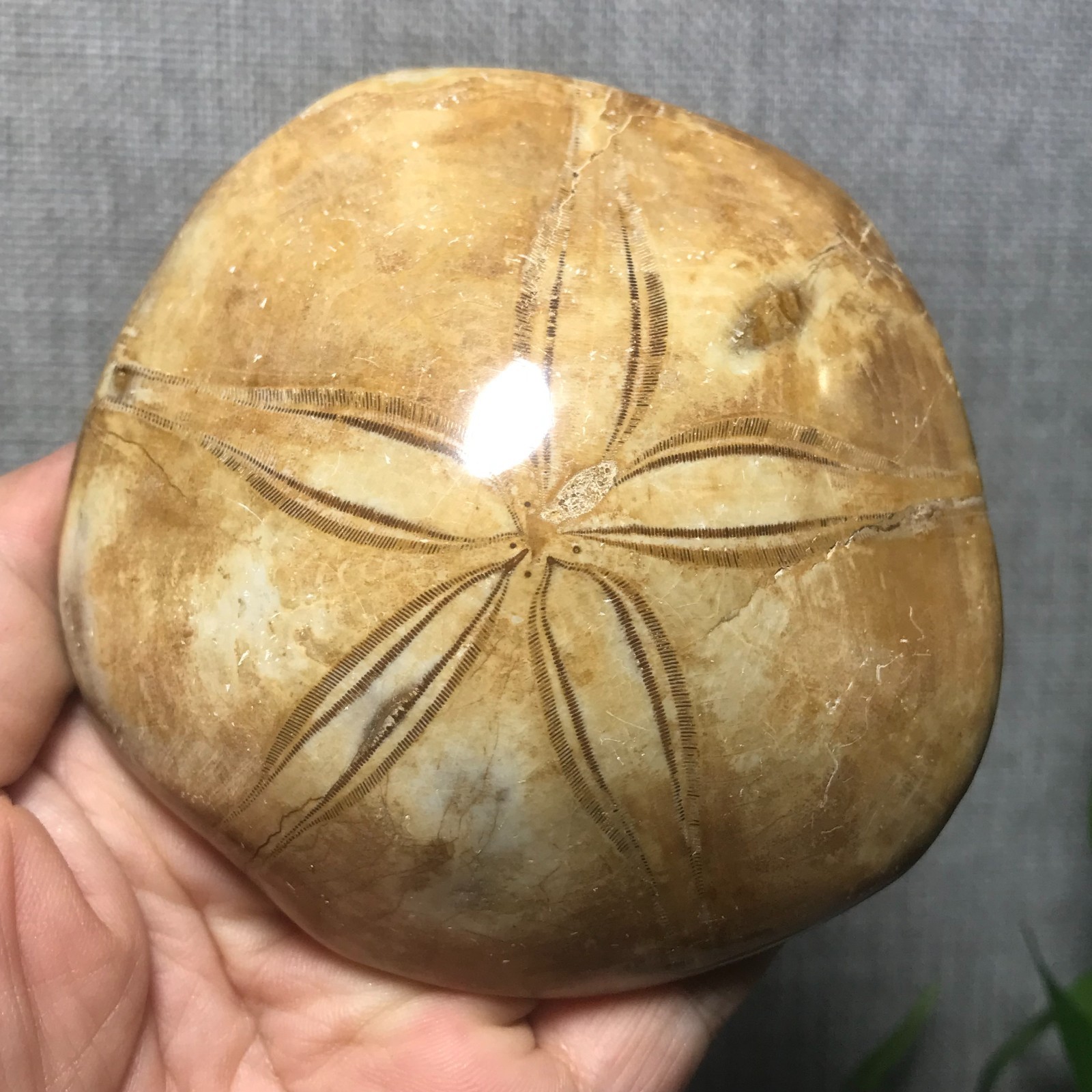 229g Starfish Crystal Specimen 08