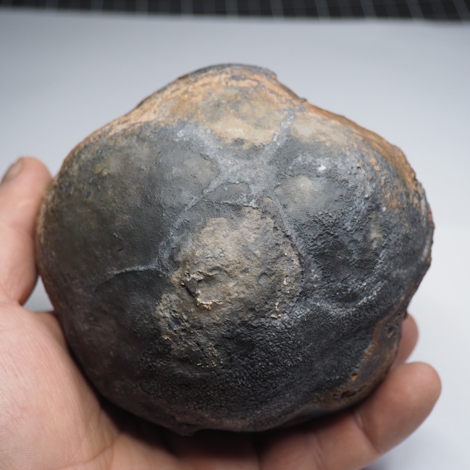 Large 1.8 kg Lobolith Scyphocrinites Crinoid Floating Devonian Fossil Morocco