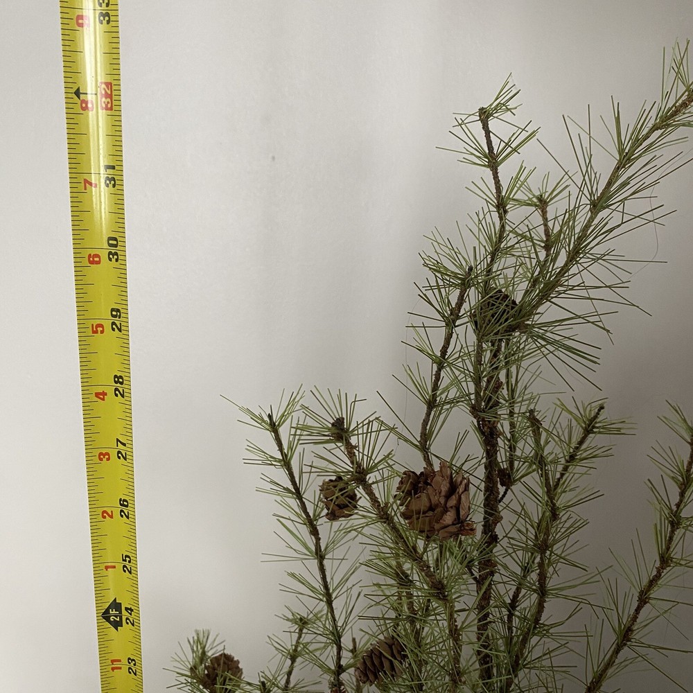 2 Rustic Farmhouse Feathered Pine CHRISTMAS TREES WITH PINE CONES Burlap Base