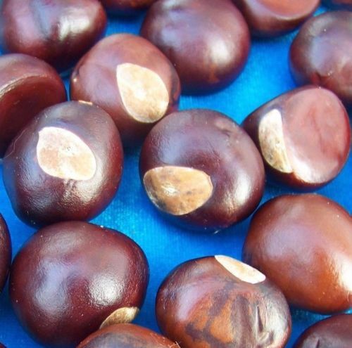 Ohio Buckeye Nuts Buy 1 10 25 50 or 100 Dried 2021/22 Crop OSU Graduation Craft