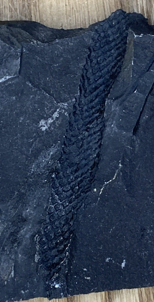 Fossil Specimen, Lepidodendron Stem, Carboniferous, Somerset, 103mm