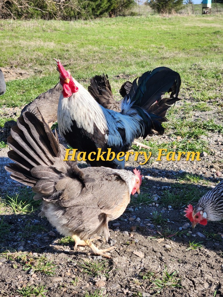 12 Silver Leghorn Hatching Eggs