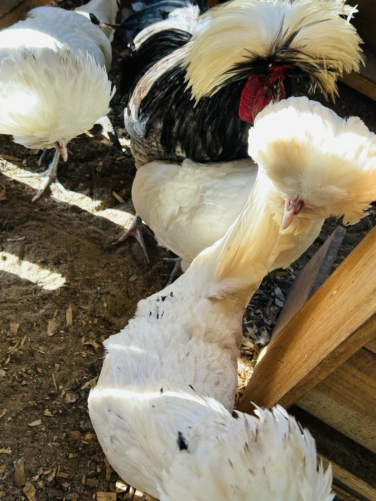 6 Polish Chicken White Crested Hatching Eggs