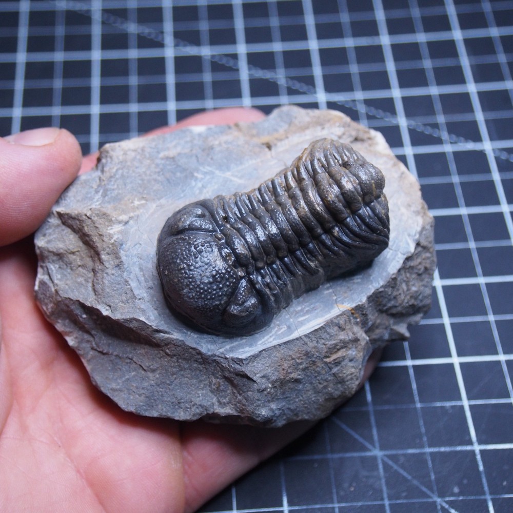 Morocops Trilobite Devonian Trilobiten Arthropods