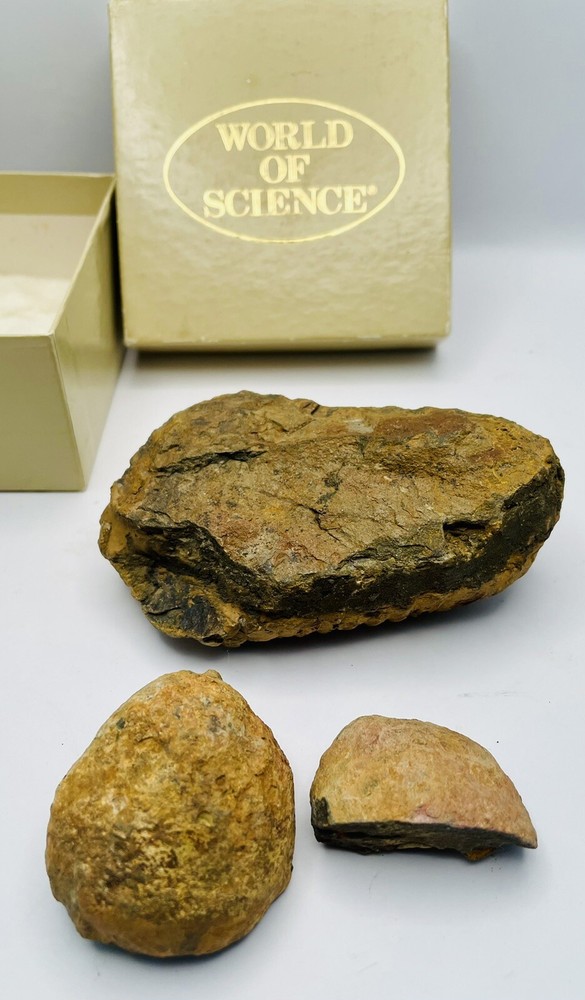 Trilobites Devonian Flexicalymene World of Science (CB)