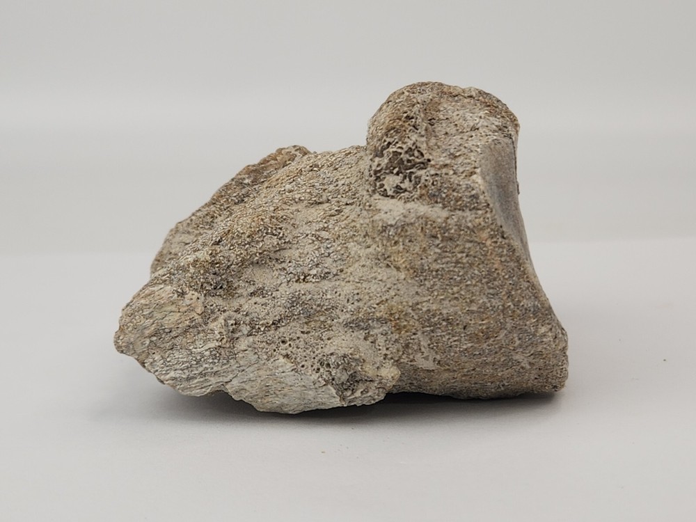 Titanothere Toe Bone - White River Group - Chadron Fm. - NE