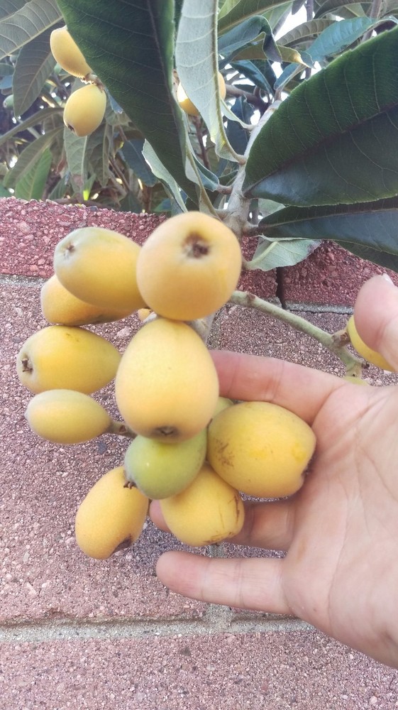 Loquat (Big Jim) Tropical Fruit Tree