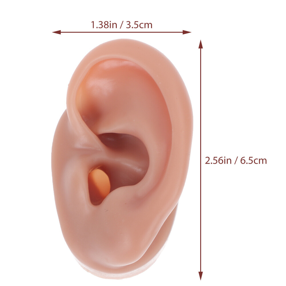 Simulation Human Ear Model ear model for teaching Ear Model Silicone Ears