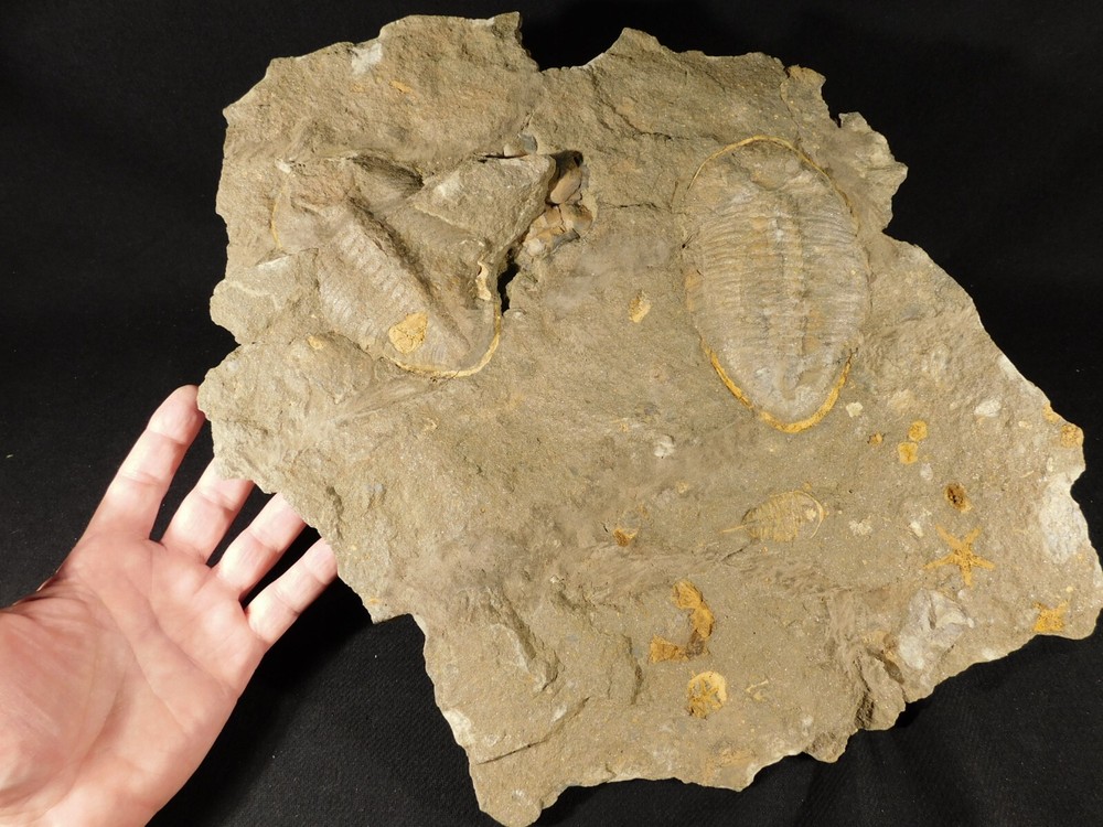 TWO BIG! Eudolatites Sp. Trilobite Fossils in HUGE SPLIT Matrix with STARFISH