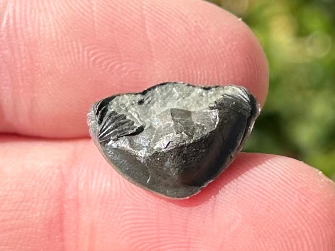 Trilobite Fossil Isotelus maximus Arnheim Formation Enrolled Ordovician Bug