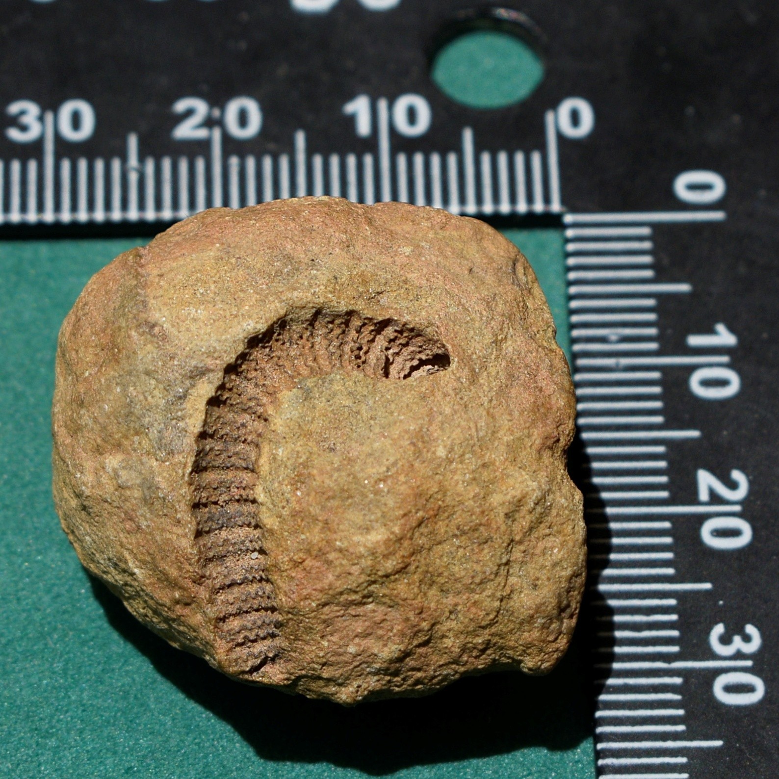 Crinoid, Myelodactylus sp.: Bolivia devonian crinoid fossil