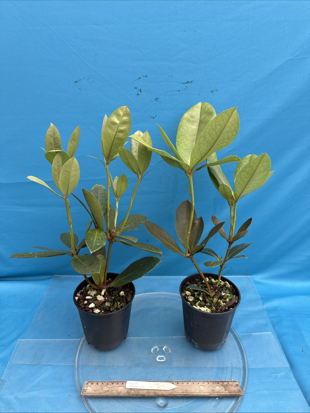 Vireya Rhododendron Harry Wu Amber Pink BS 5.5” Pot Bloom Size