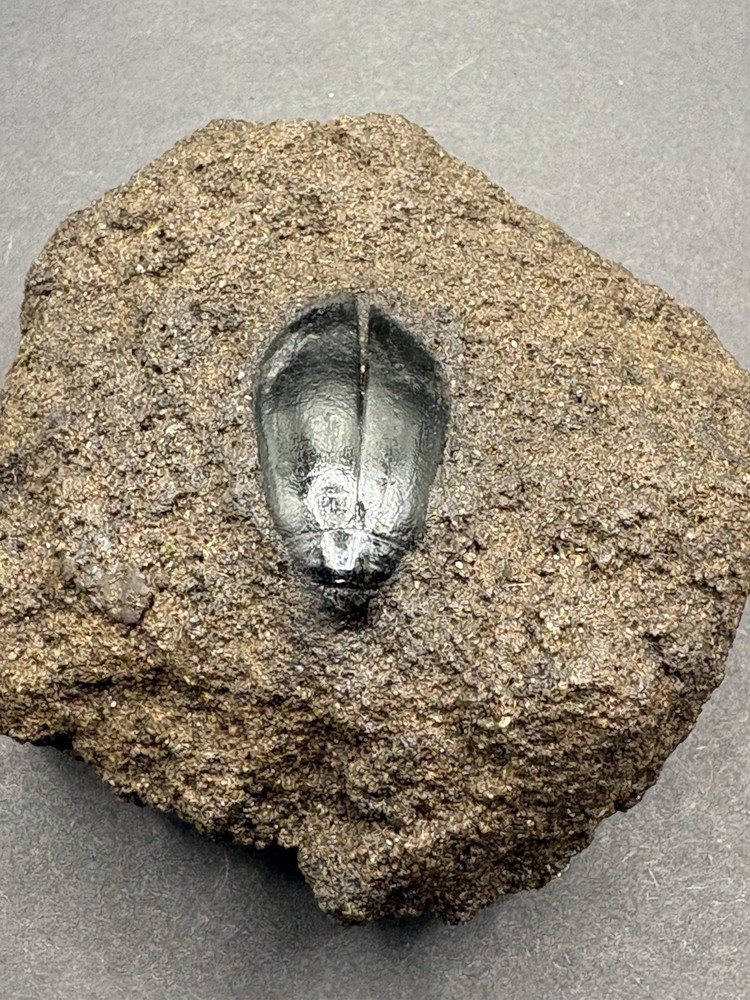 Rancho LaBrea Formation- Hydrophilus sp. (Tar Pit Beetle) Kern County, CA.