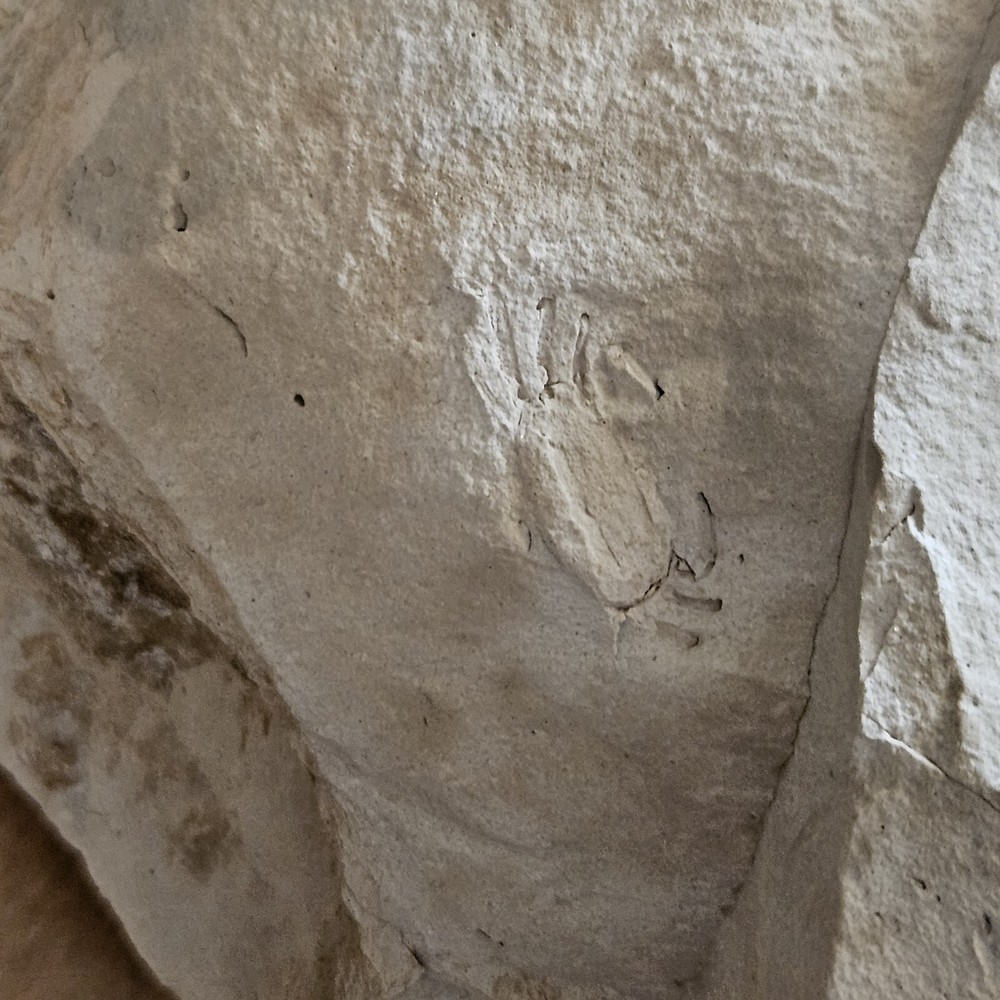 Crab Fossil In Mud Stone
