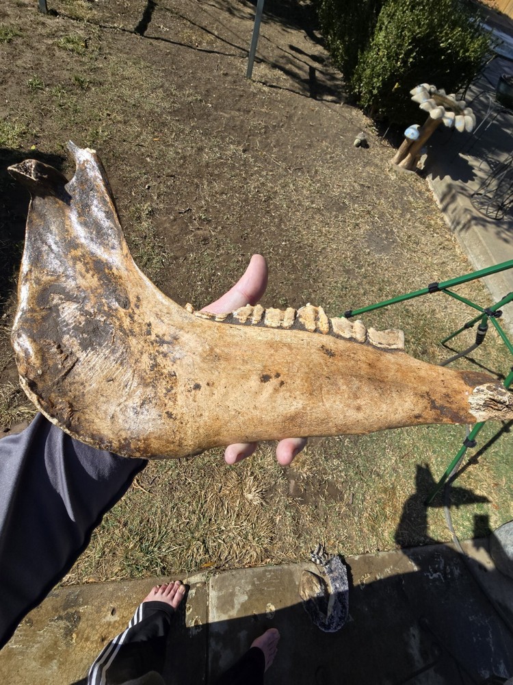 Nice Horse Jaw !
