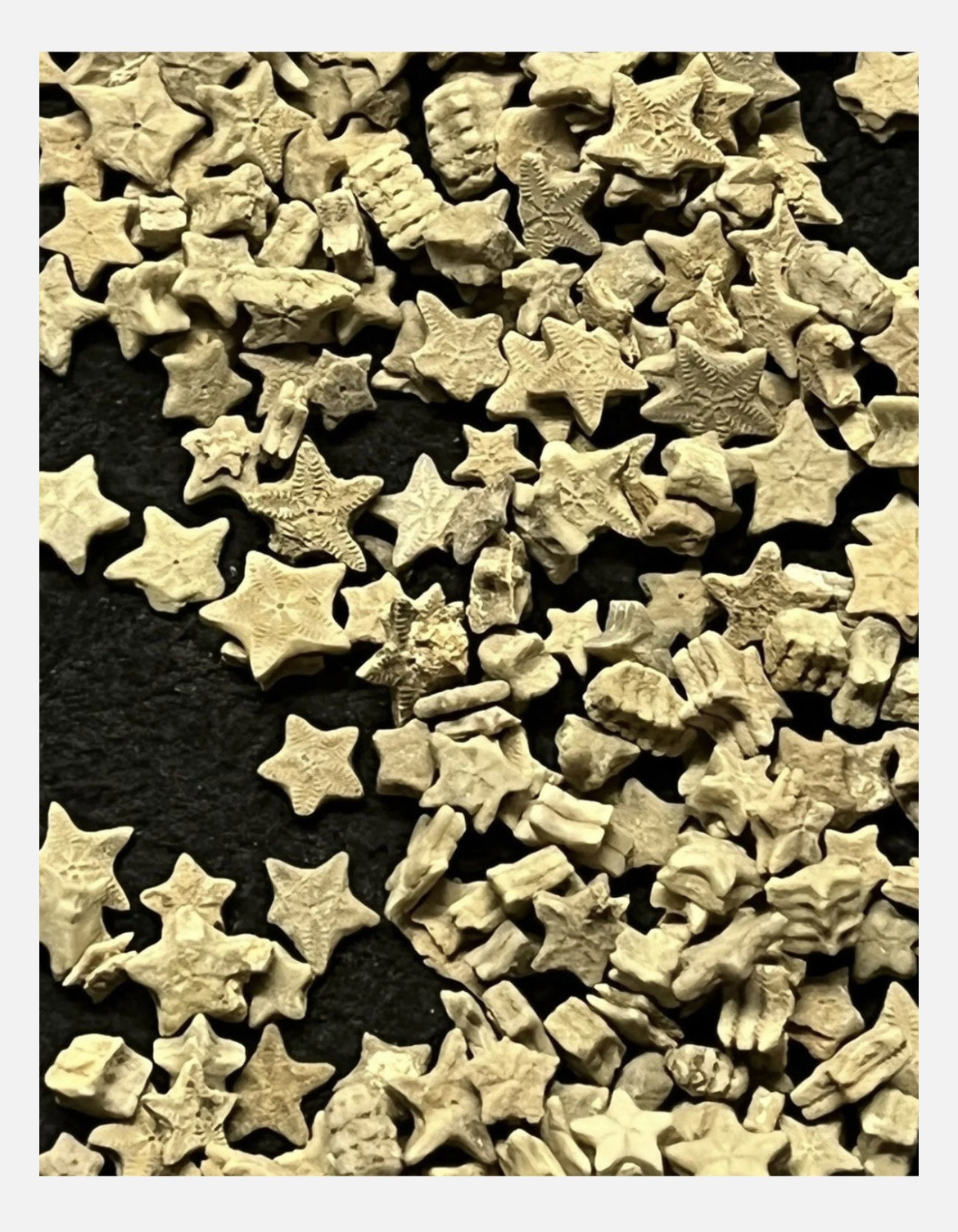 Utah Fossil Star Crinoid Pentacrinus Jurassic Age Echinoderm