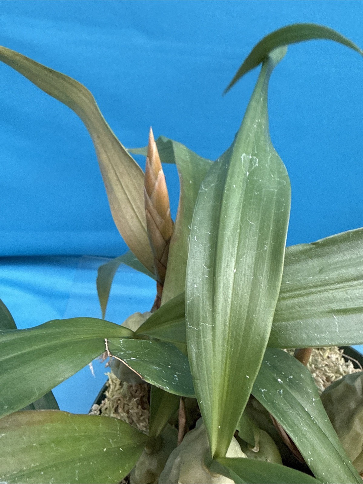 Coelogyne cristata ‘The Queen’ AM/AOS BS White Yellow Orchid Species 6” Pot