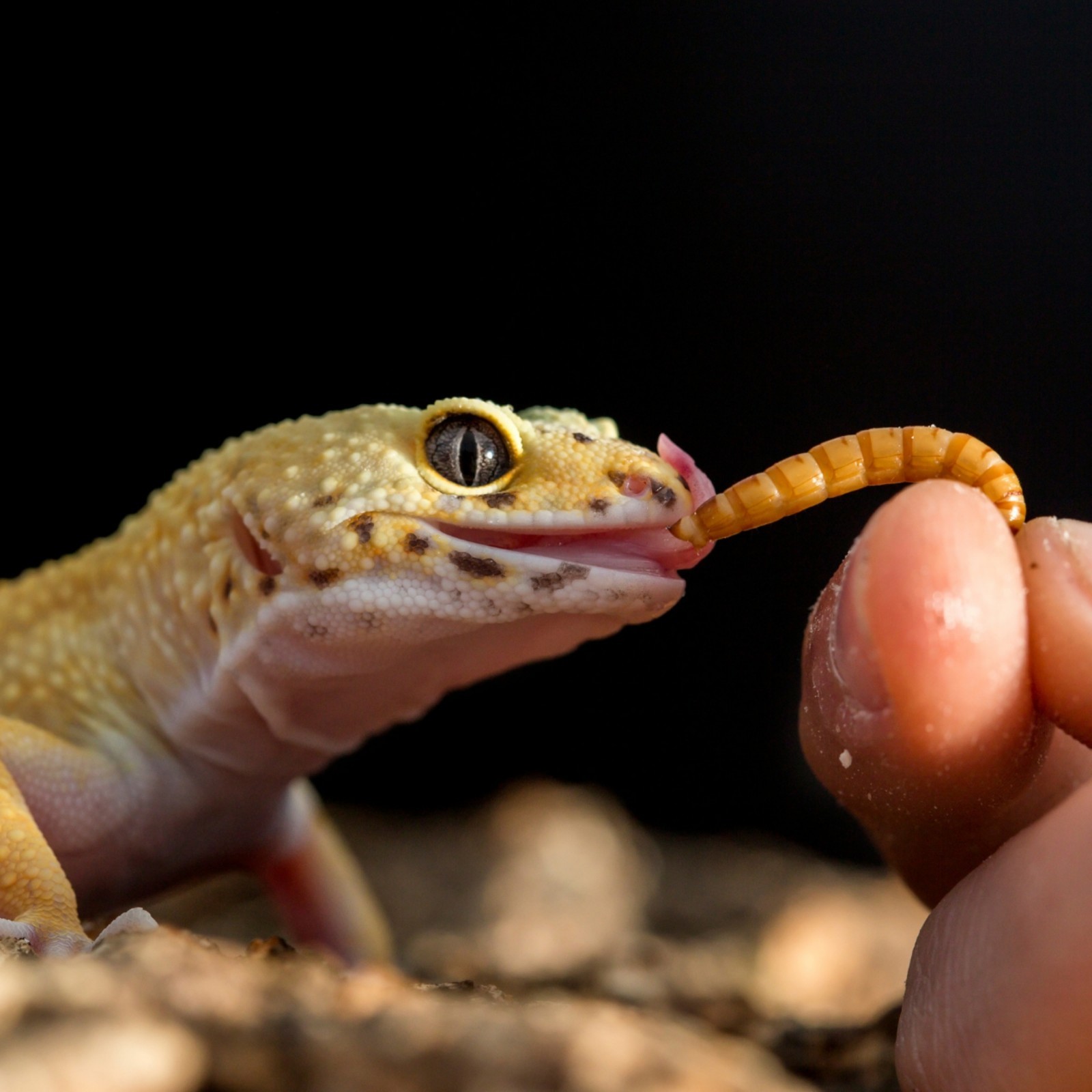 Live Mealworms - Grown Organic Meal Worms for Reptiles - 1000 Bulk Feeder Insect