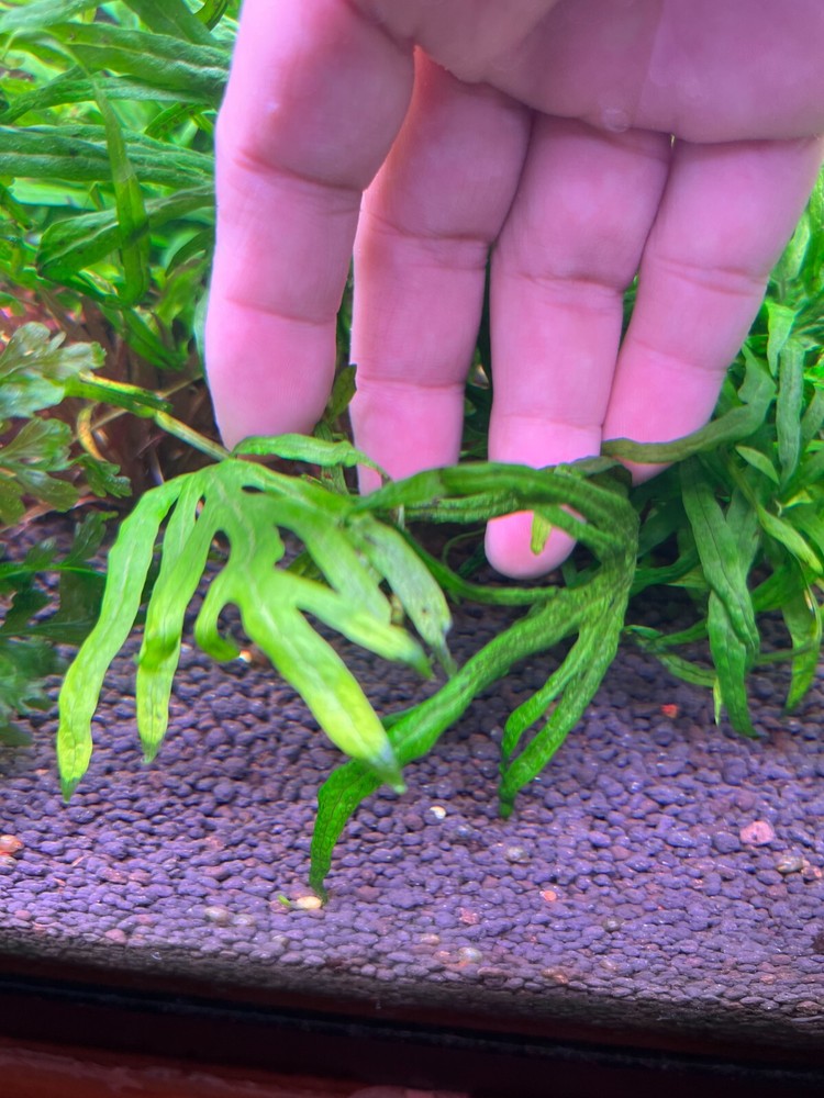 Java Fern Mini Trident Rare Live Aquarium Plant