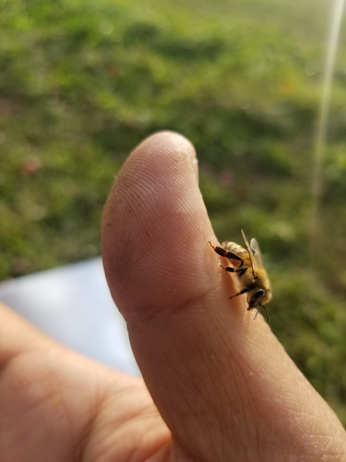 Honey and Walnuts - 100% Raw Wildflower, Local, Organic, Unfiltered