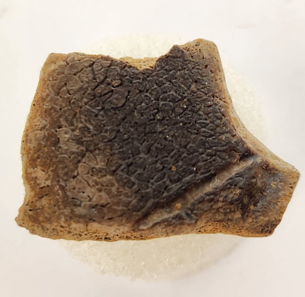 Cretaceous Turtle Shell Fossil - Testudines - Judith River Fm. - Hill Co., MT