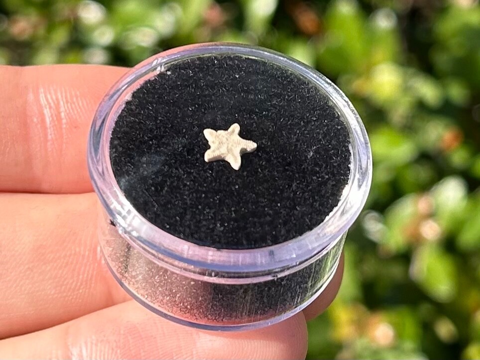 Utah Fossil Star Crinoid in Case Pentacrinus Jurassic Age Echinoderm