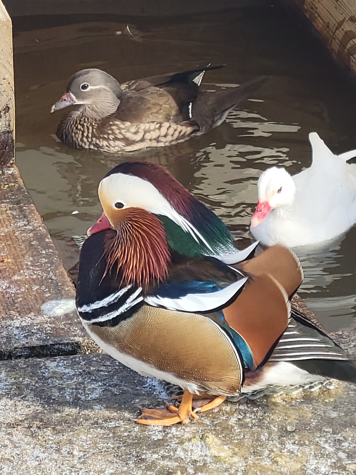 6+ Mandarin Duck Hatching Eggs. PRESALE!! Ship late April/May NPIP