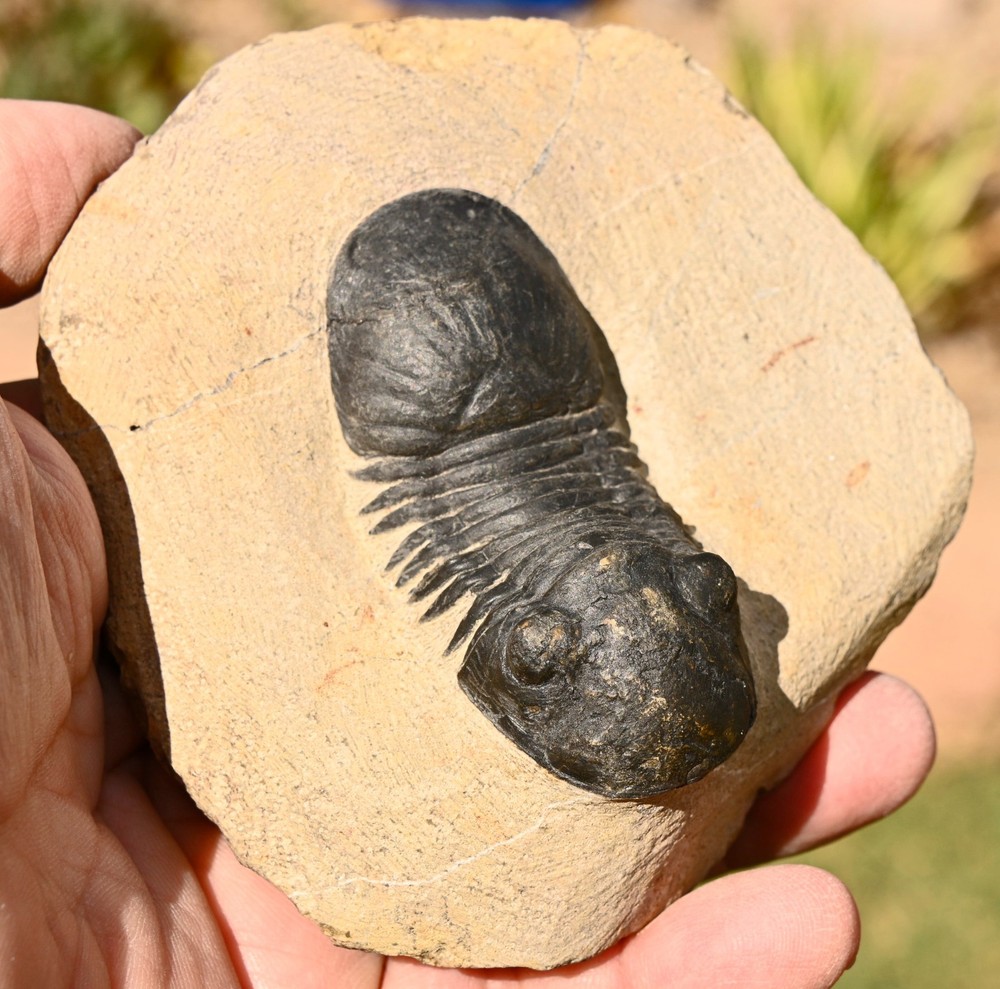 Trilobite Fossil, Paralejurus  hamlagdadicus, from Morocco   #2