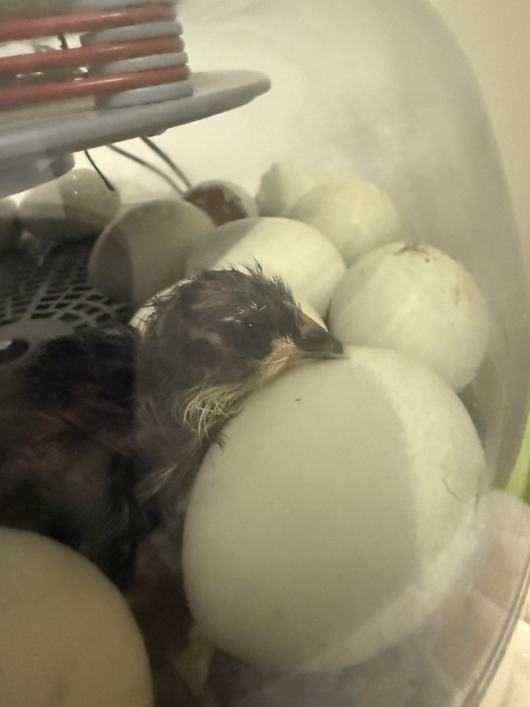 Ameraucana Hatching Eggs 6+
