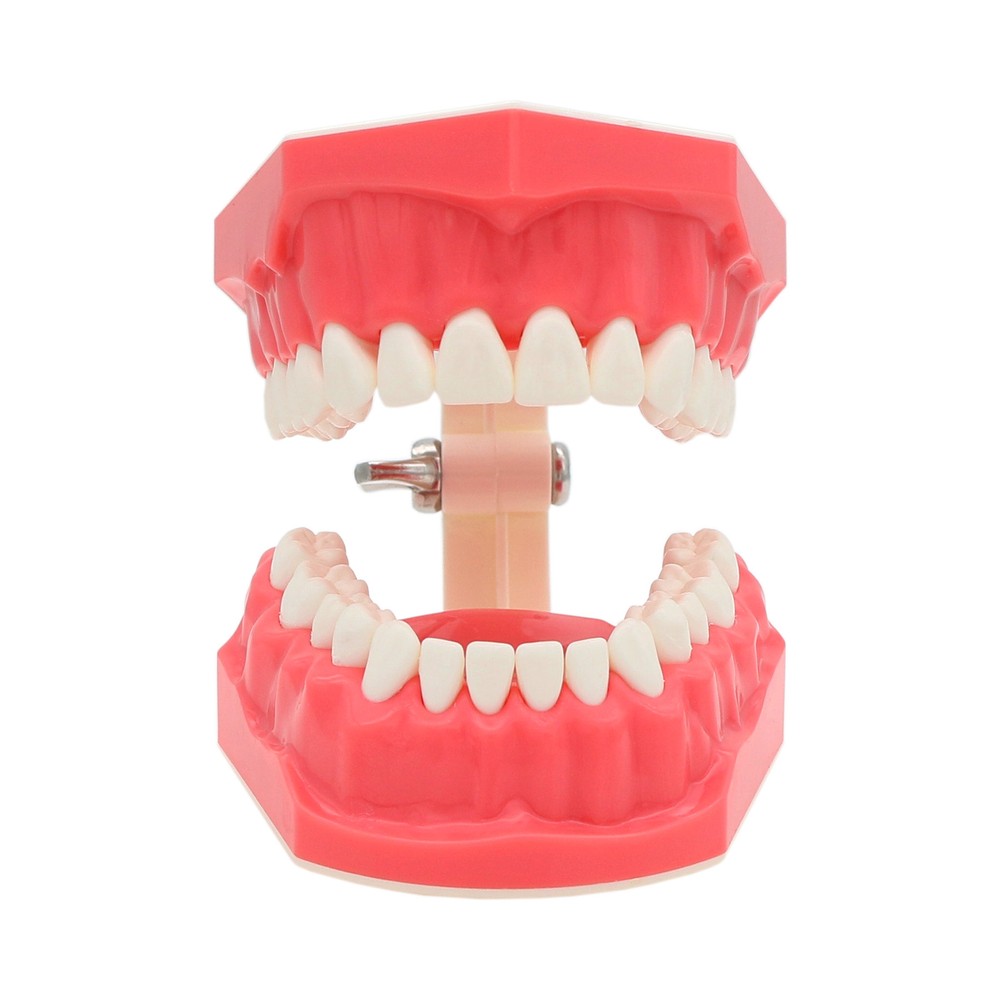 Dental 1:1 Model Brushing Flossing Practice Teeth Typodont Model Teach Study