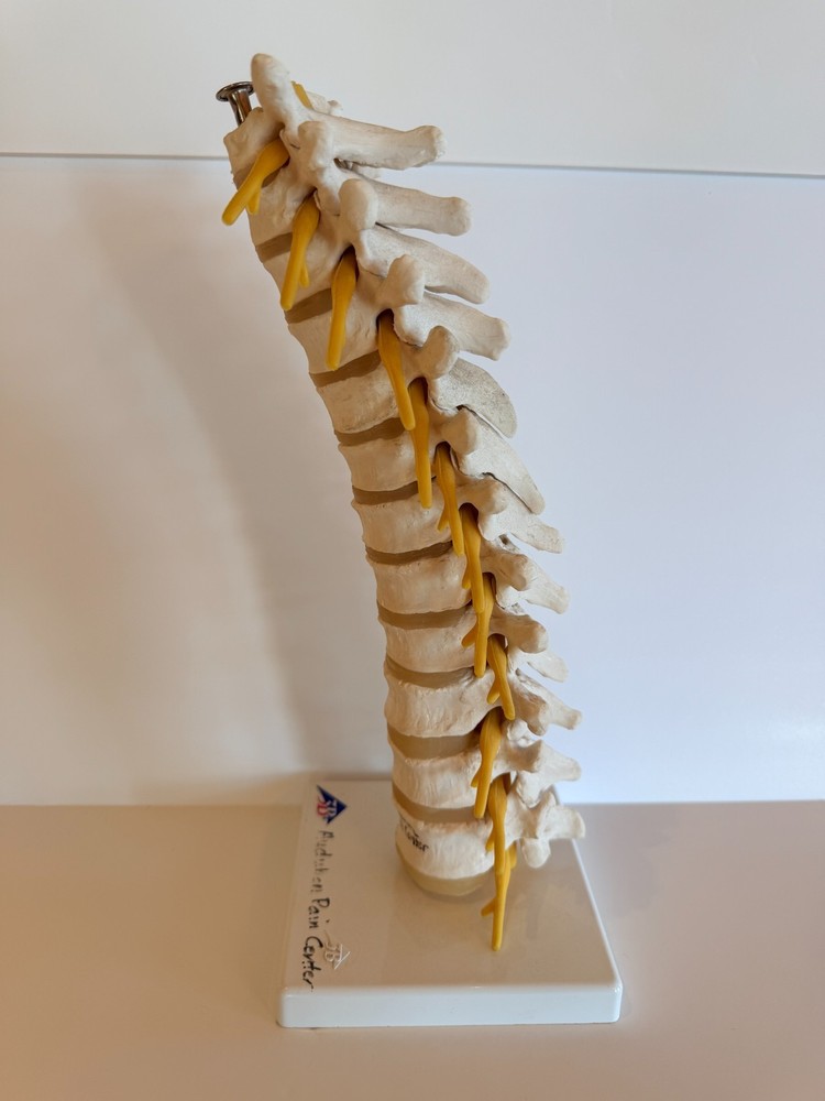Thoracic Spine Model A73 3B Scientific