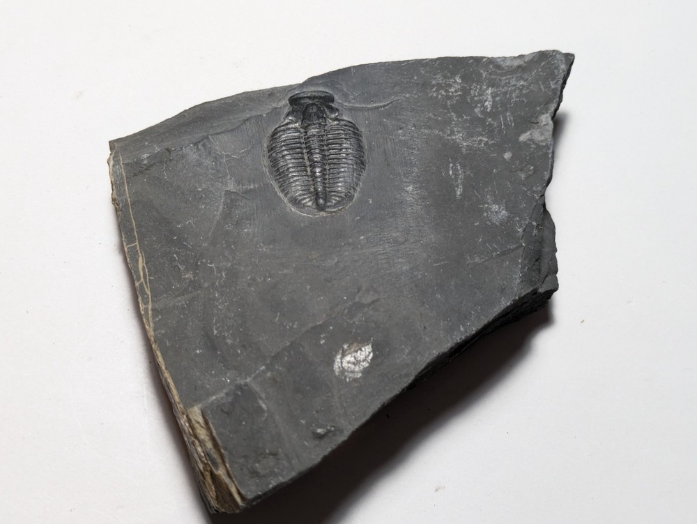 Fossilized Trilobite
