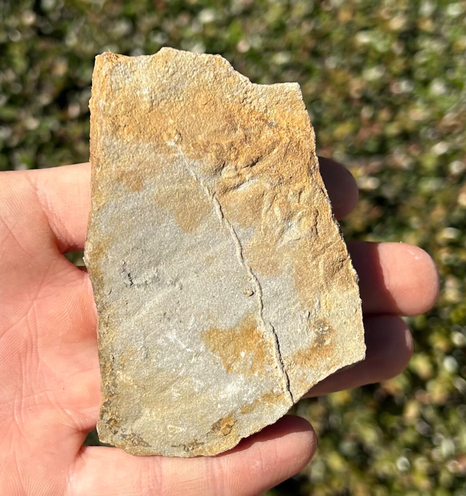 France Fossil Starfish in Matrix Asterie lumbricalis Triassic Age Echinoderm