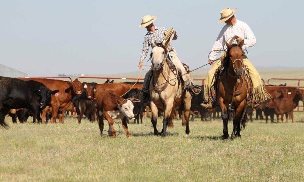 TURQUOISE n BLACK 10 Plait Pryor ParaCord Hondo w/ Bull Rawhide Burner Buckaroo