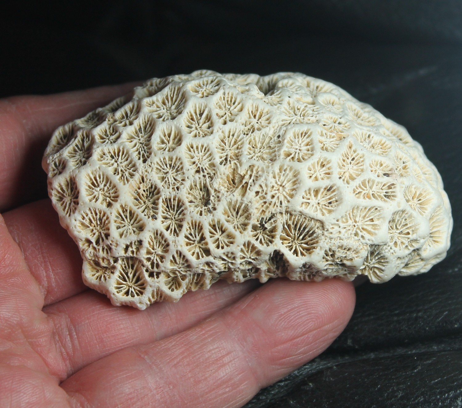 Siderastraea italica - Beautiful, big Miocene fossil Coral