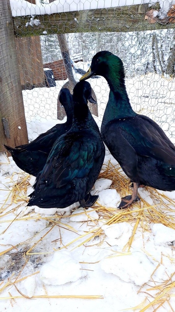 12 duck hatching eggs| Lay Eggs Everyday