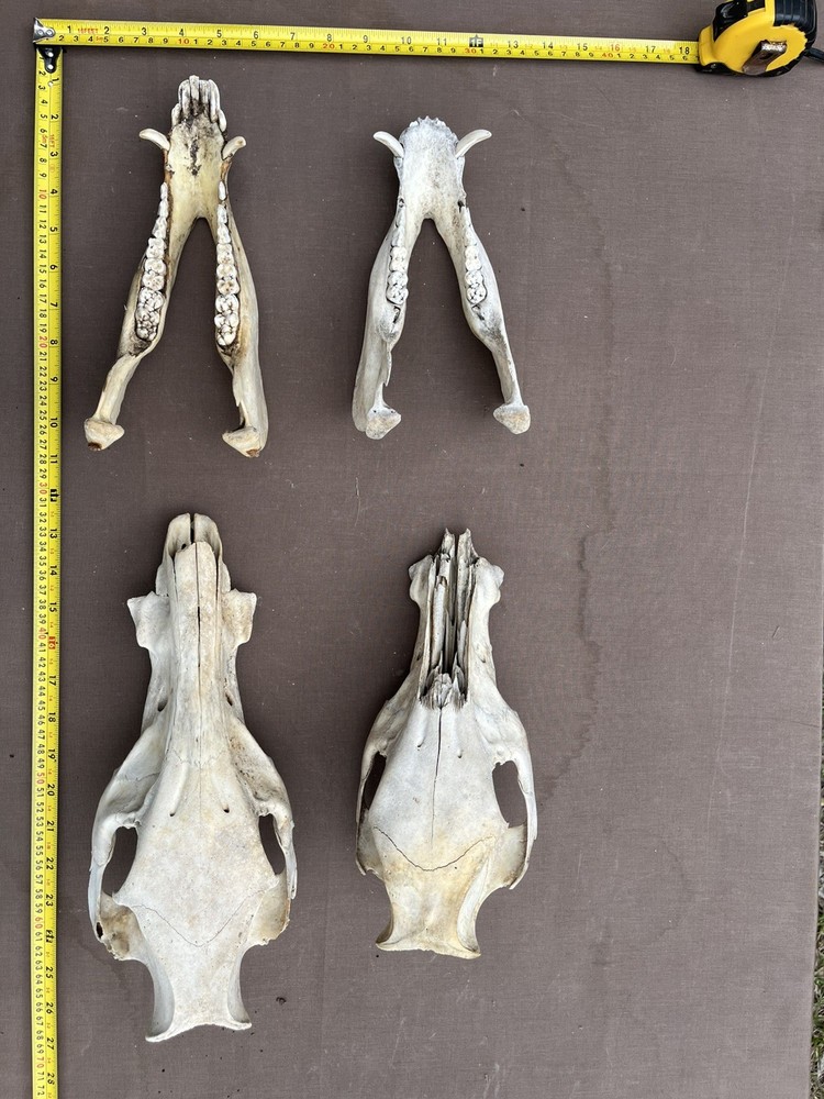 Real Authentic Texas Pig Hog Skulls With Lower Jaw Bone