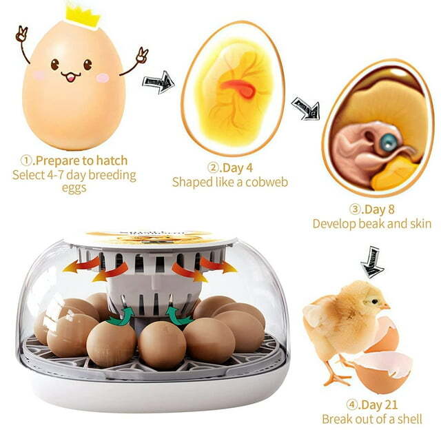 Egg Incubator 12 Eggs Incubator with Automatic Egg Turning for Hatching Eggs