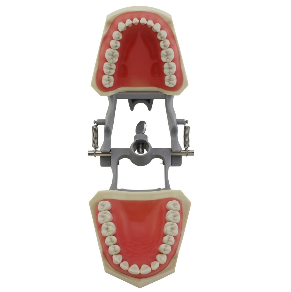 Columbia Dentoform 860 Dental Typodont Model 32pcs Removable Teeth Mounting Pole