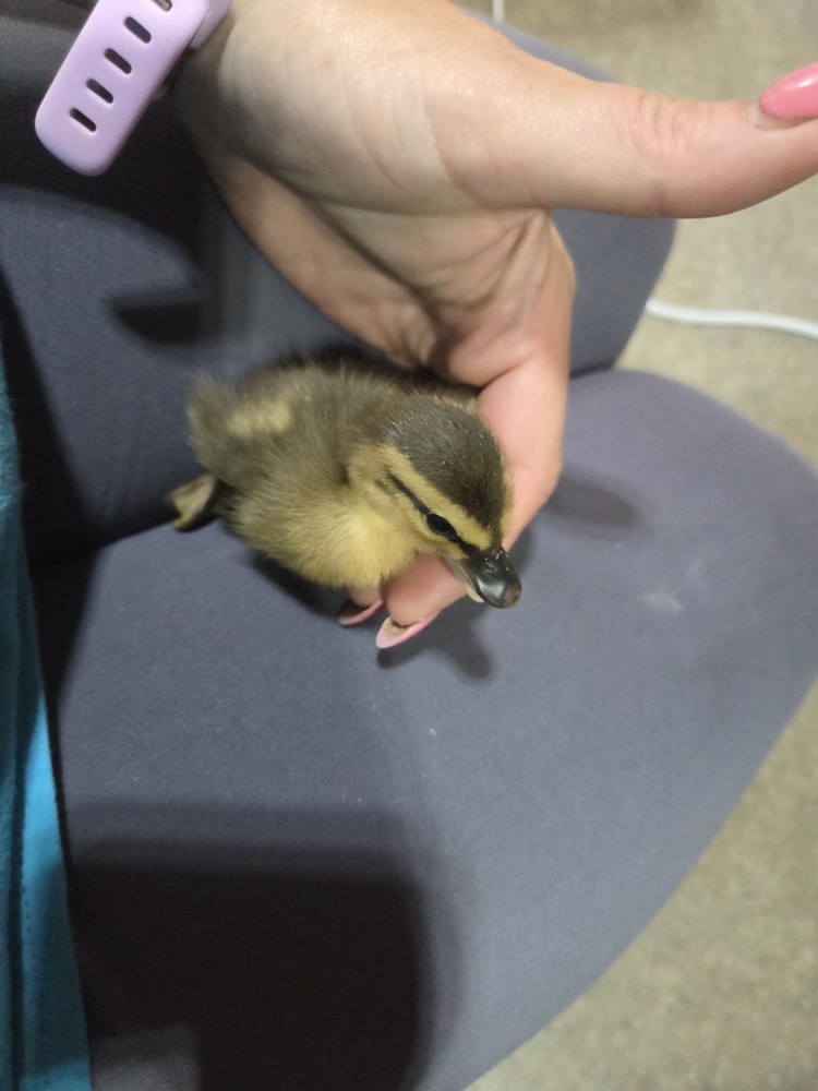 Muscovy Duck Hatching Eggs 12