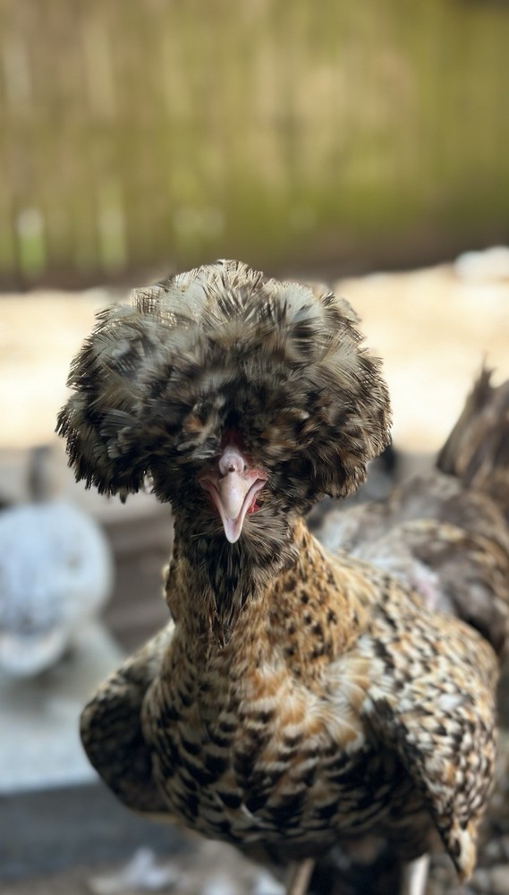 12+++Extra Candy Corn Polish Fertile Hatching Eggs