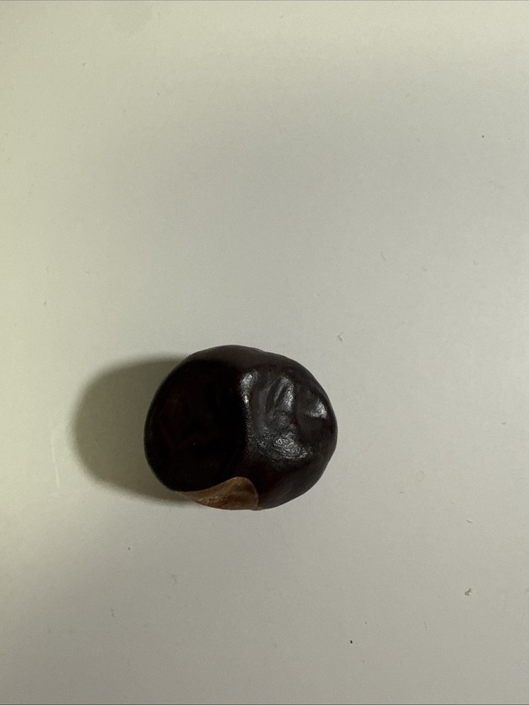 Lucky Buckeye Nut