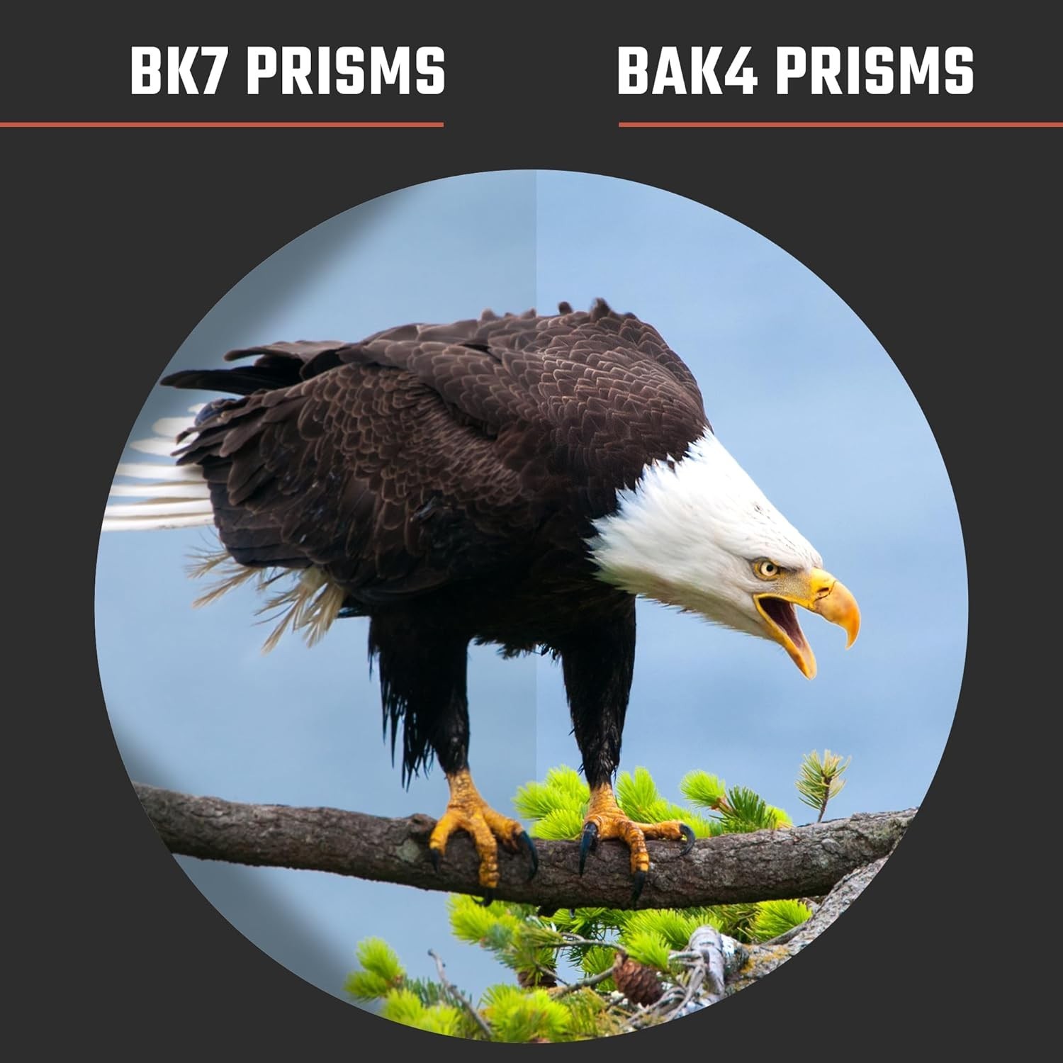 NEW Athlon Forerunner 10x42mm Hunting Binoculars With Case NIB