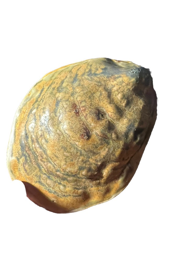 oyster abalone Trinket dish