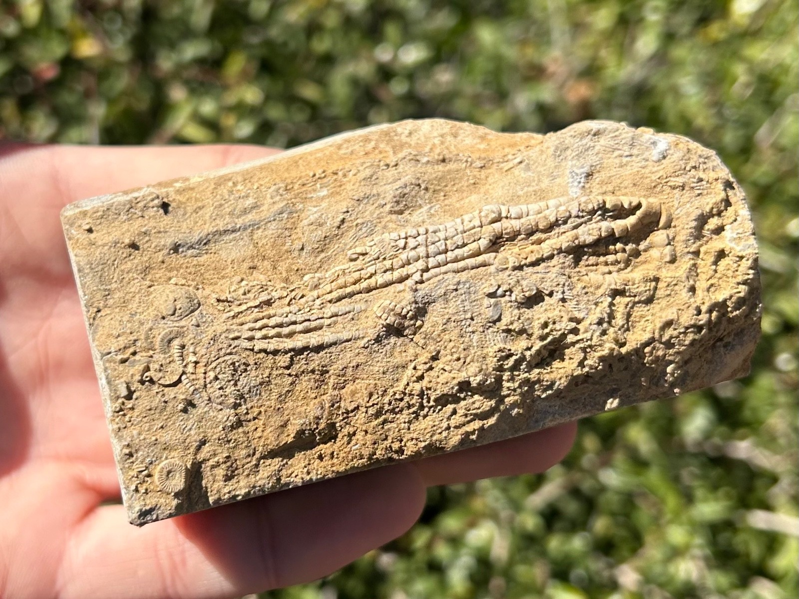 Alabama Fossil Crinoid in Matrix Aphelecrinus bayensis Bangor Limestone Fm