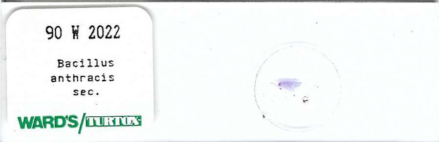 Bacillus anthracis sec. Microscope Slide Ward's