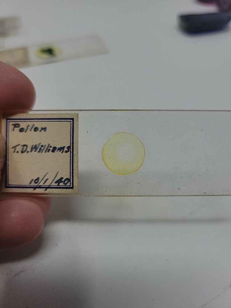 Vintage Microscope Slide 1940