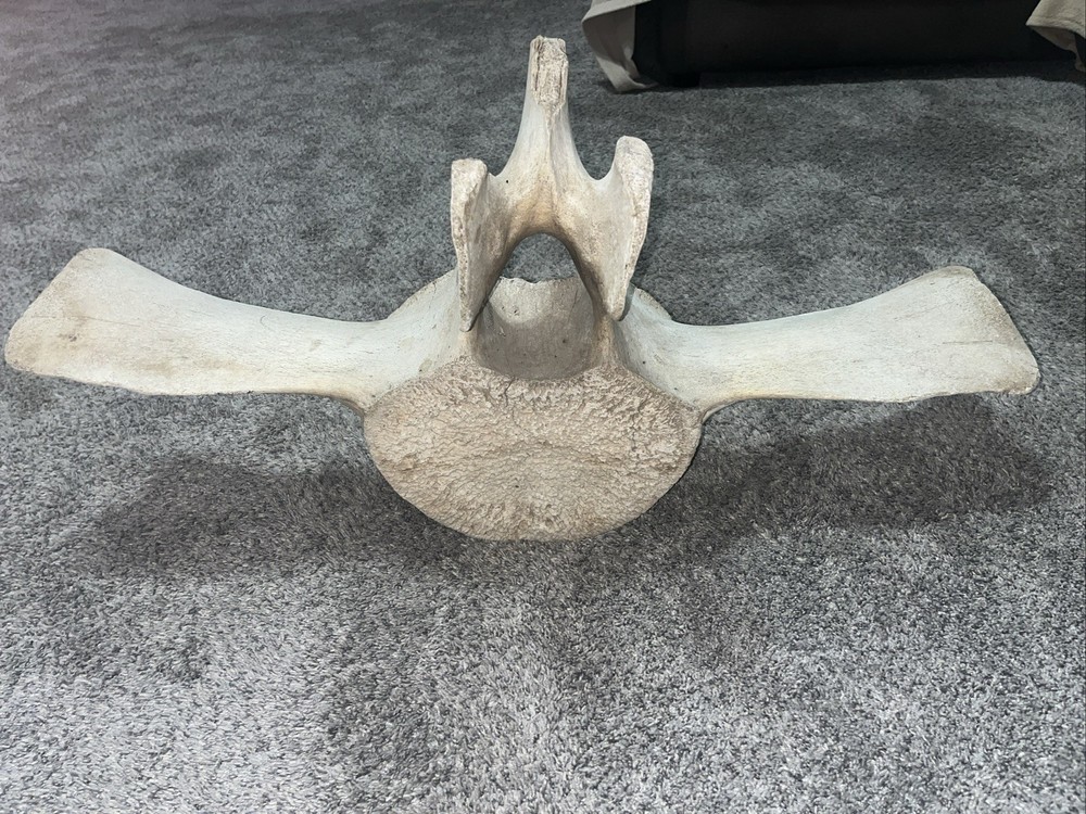 Whale Vertebrae Fossil Bone