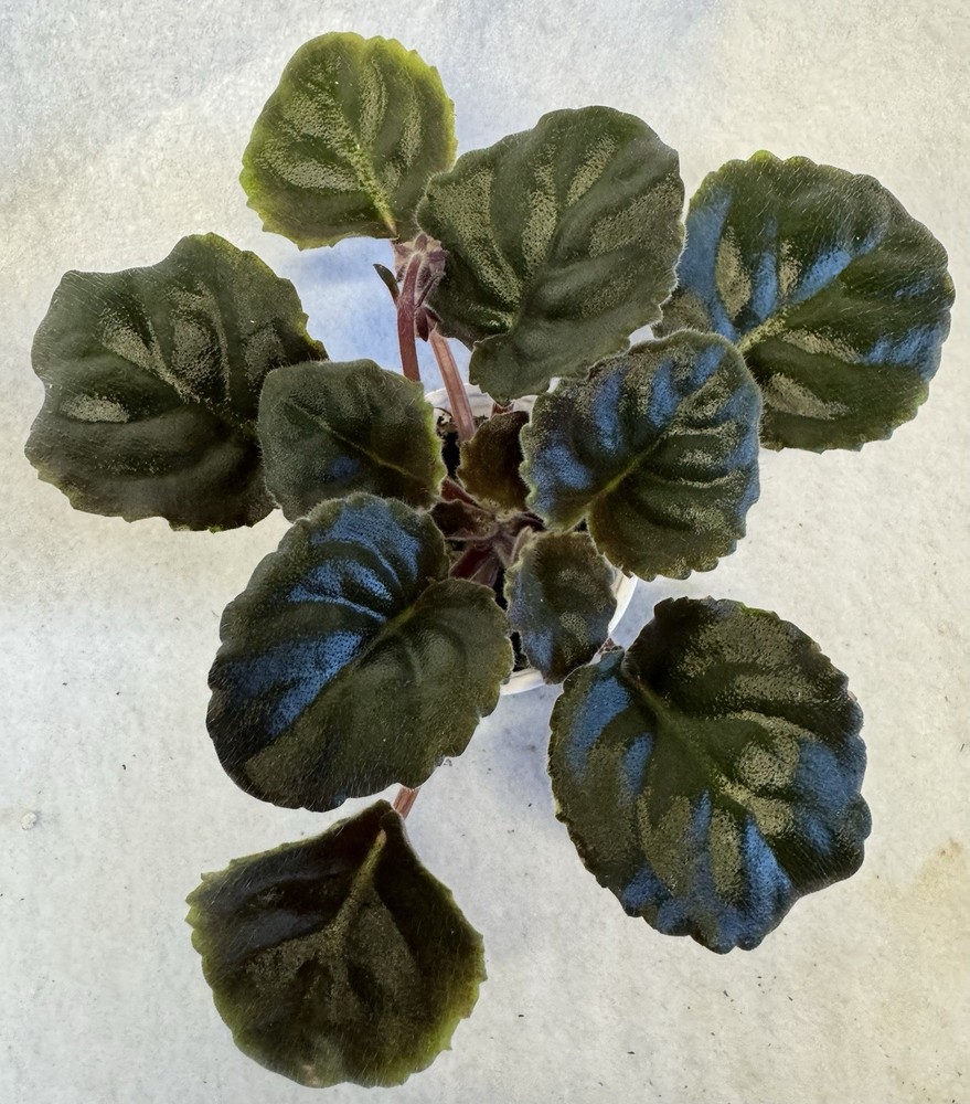 African Violet LE Kardamon Starter